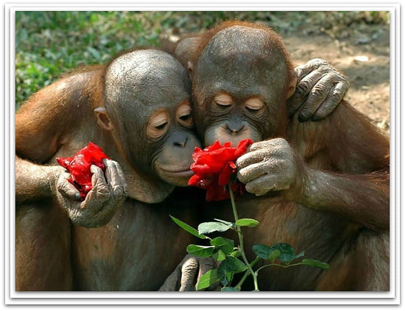 MONKIES SMELLING ROSES, NATURE, ROSES, MONKIES, HD wallpaper