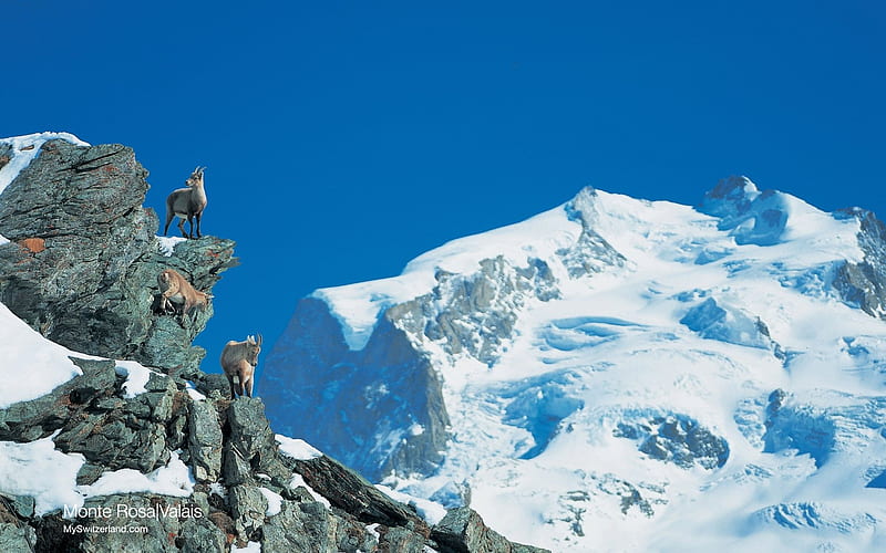 Monte Rosa the highest Mountain of Switzerland, HD wallpaper