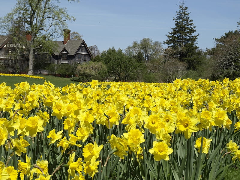 Daffodils and Manor House, house, daffodils, flowers, yellow, garden, bonito, HD wallpaper