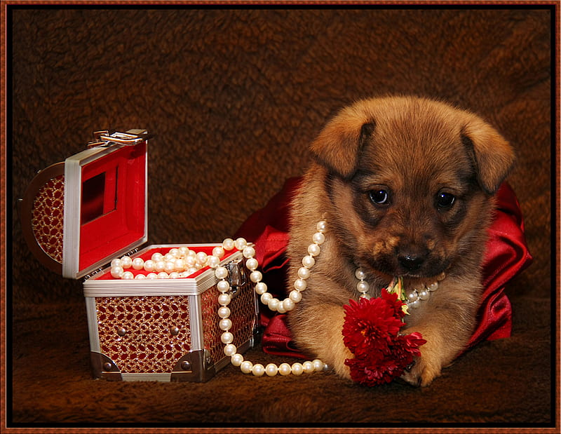 puppy, little, necklace, box, bonito, baby, sweet, graphy, pearl, nice, cool, flowers, dog, HD wallpaper