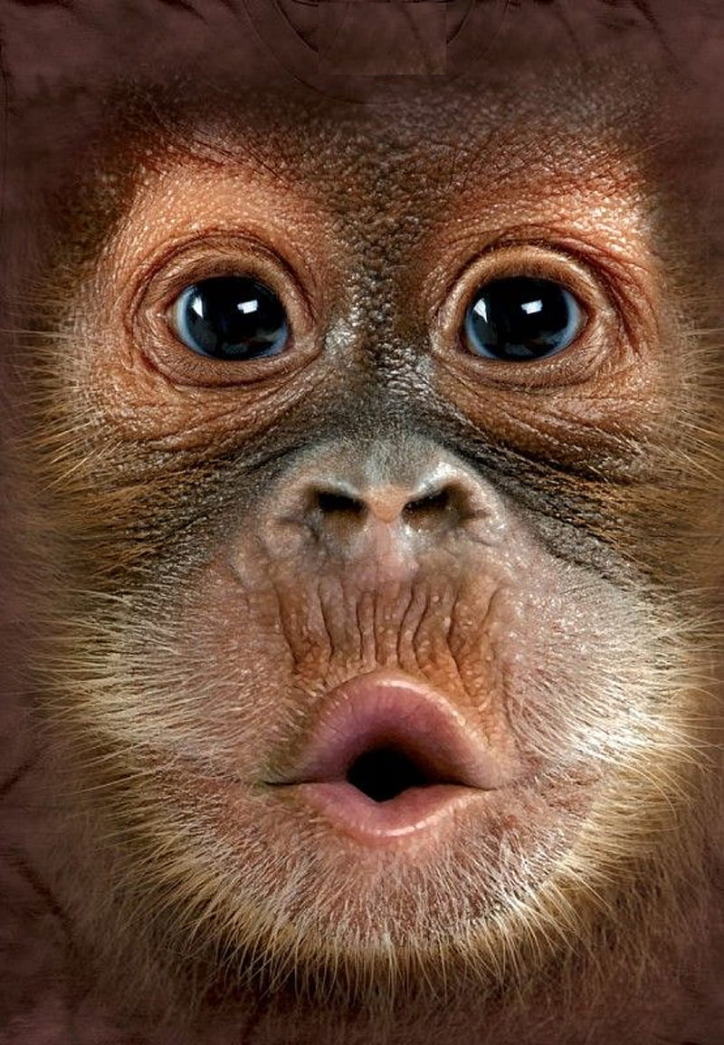 100 Cute Monkey Wallpapers  Wallpaperscom