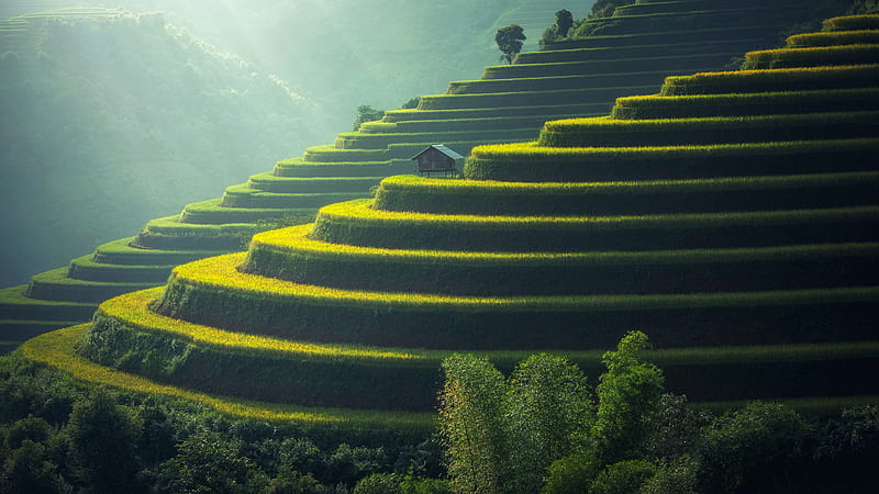 View Of Green Plants On Mountain Like Steps Green, HD wallpaper