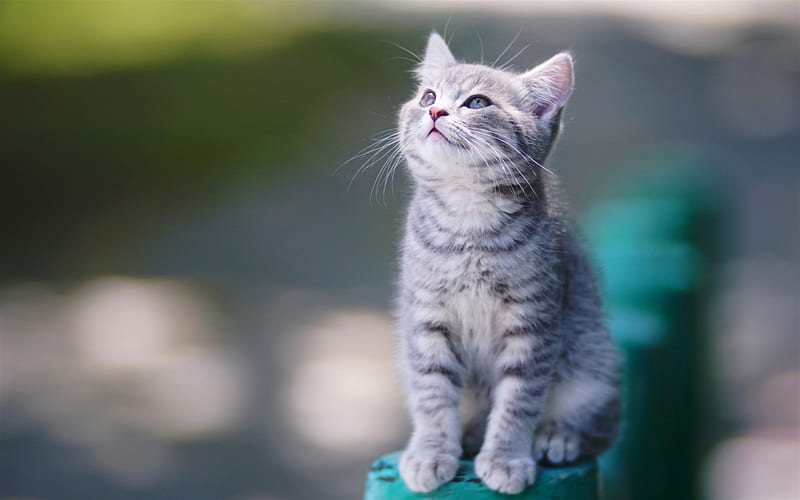 gray small kitten, domestic cat, bokeh, small cats, pets, cute little animals, HD wallpaper