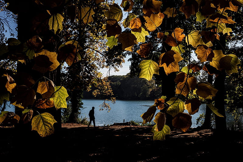 Walking in the leaves, Fall, Parc de la Tete dOr, France, 10 October 2017, Autumn, Lyon, HD wallpaper