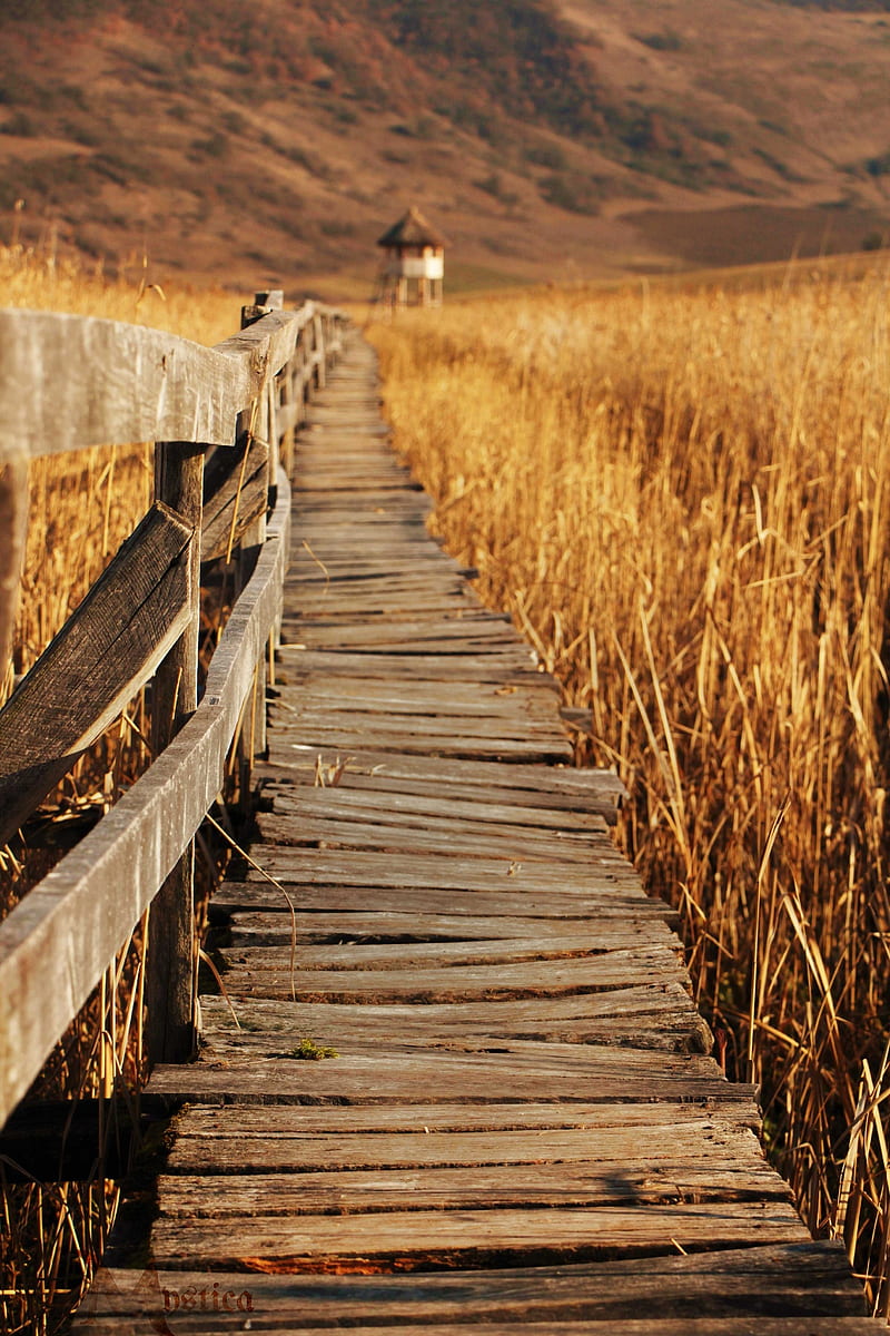 Old wood bridge, autumn, bonito, happiness, lake, nature, romania, sunny, yellow, HD phone wallpaper