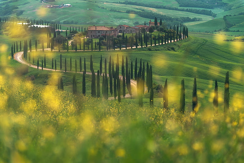 graphy, Tuscany, Cypress, Italy, Meadow, Road, HD wallpaper