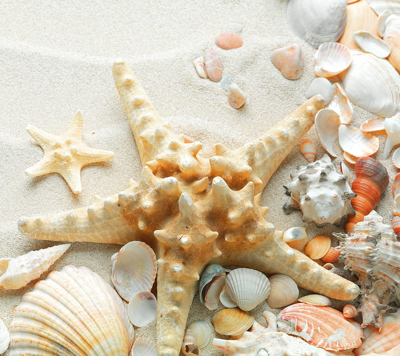 Seashells, sand, shells, white, HD wallpaper