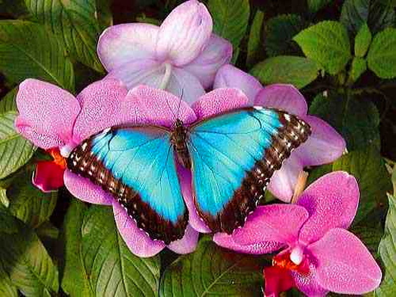 Morpho on pink, flower, butterfly, pink, blue, HD wallpaper