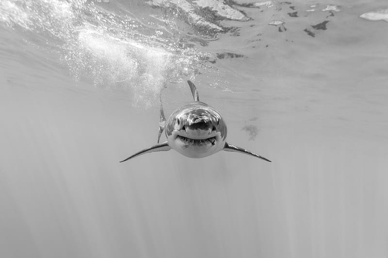 Great white shark, fish, jaws, HD wallpaper