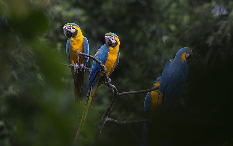 blue-yellow macaw, parrots, rainforest, beautiful birds, yellow birds, HD wallpaper