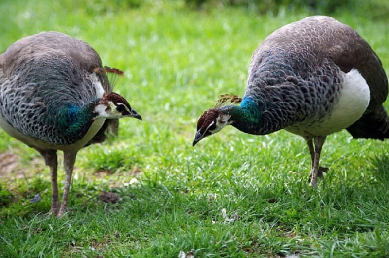 PEAHENS, PRETTY, BIRDS, TWO, HD wallpaper