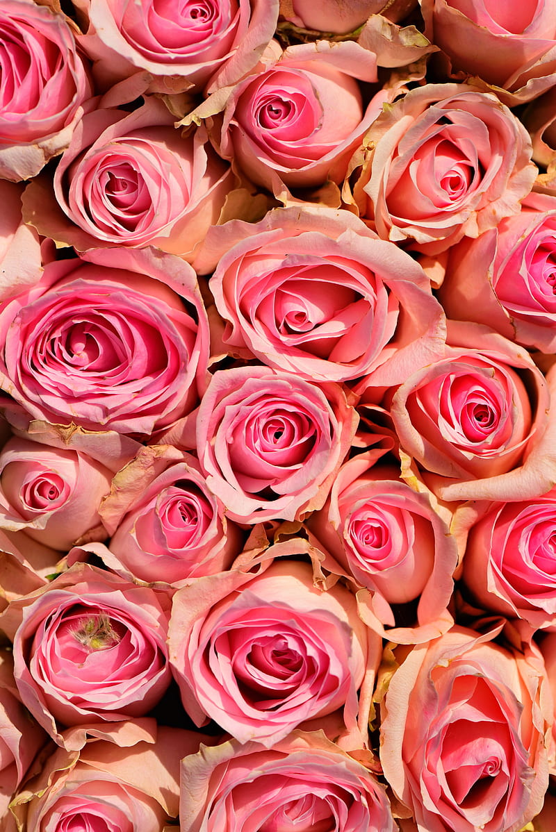 roses, flowers, pink, delicate, romance, HD phone wallpaper