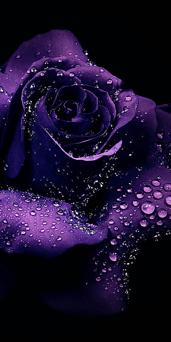 Purple rose, black, flower, HD phone wallpaper