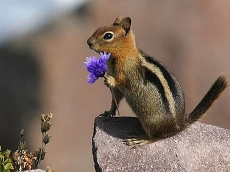 Always Bring Flowers, rocks, squirrels, flowers, nature, animals, landscape, HD wallpaper
