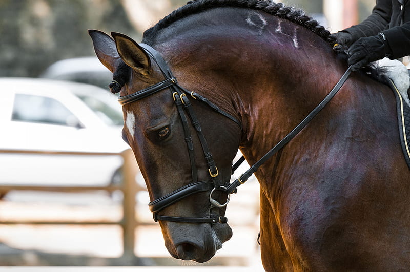 Dressage Horse Head Shot, graphy, wide screen, equine, bonito, horse, animal, HD wallpaper