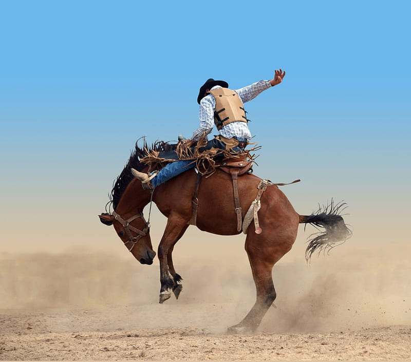 Cowboy Riding His Bronc at the Rodeo in Calgary, Horse, Perfect Leg Position, Kickin up Dust, Bronc, Dust, Cowboy, Vest, Dangerous, Saddle, Chaps, HD wallpaper