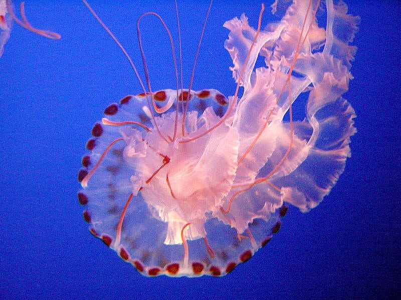 Sea Nettle, tentacles motion, ocean, beauty, jellyfish, HD wallpaper