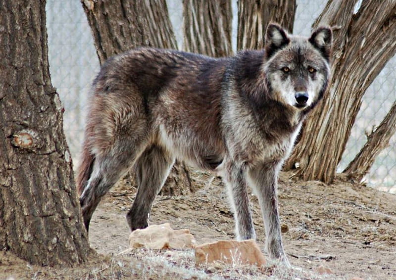 Grey wolf, low, held, tail, stands, HD wallpaper | Peakpx