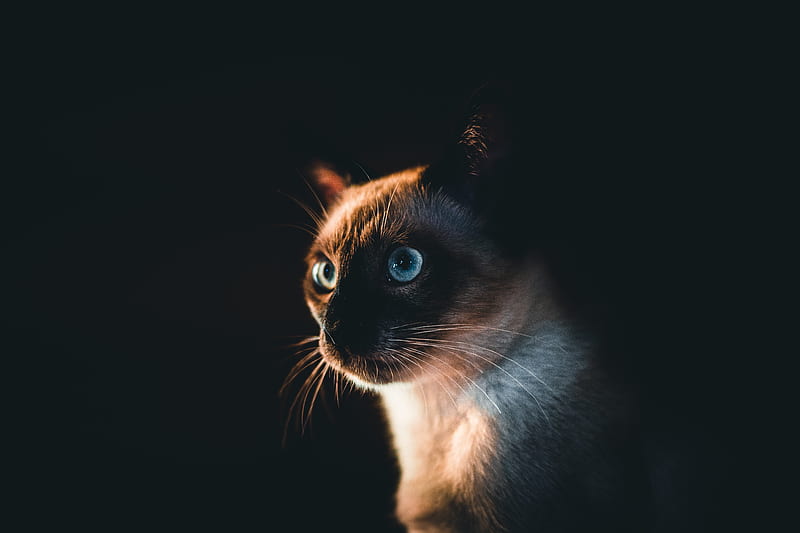 siamese cat, cat, pet, glance, dark, HD wallpaper