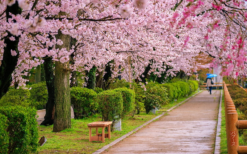 Alley in the park, Park, Spring, japan, Sakura, Trees, HD wallpaper