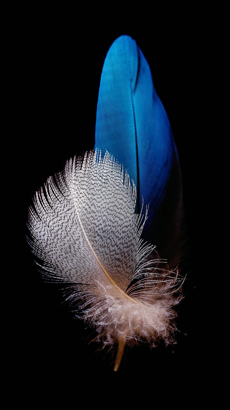 feathers, hackle, pen, plumage, HD phone wallpaper
