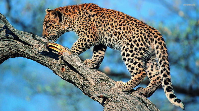 Leopard ., Panthera Pardus, One of the 5 Big Cats in the Panthera species,  Opportunistic hunting behaviour, HD wallpaper | Peakpx