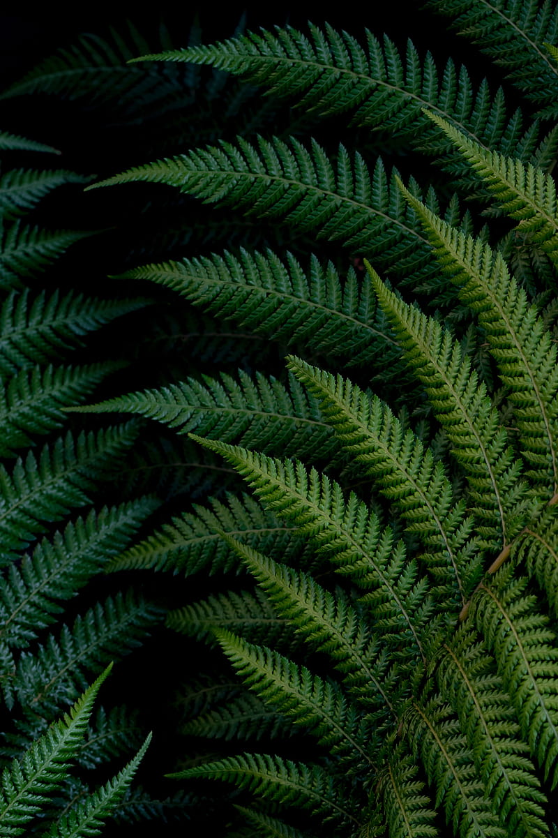 fern, leaves, macro, green, plant, HD phone wallpaper