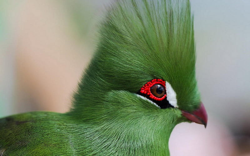 Turaco, red, bird, green, head, eye, feather, HD wallpaper