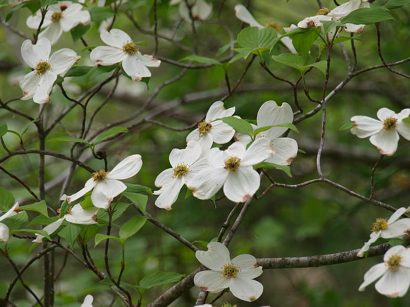 Spring Dogwood Blossoms, flower, tree, nature, dogwood blooms, HD wallpaper
