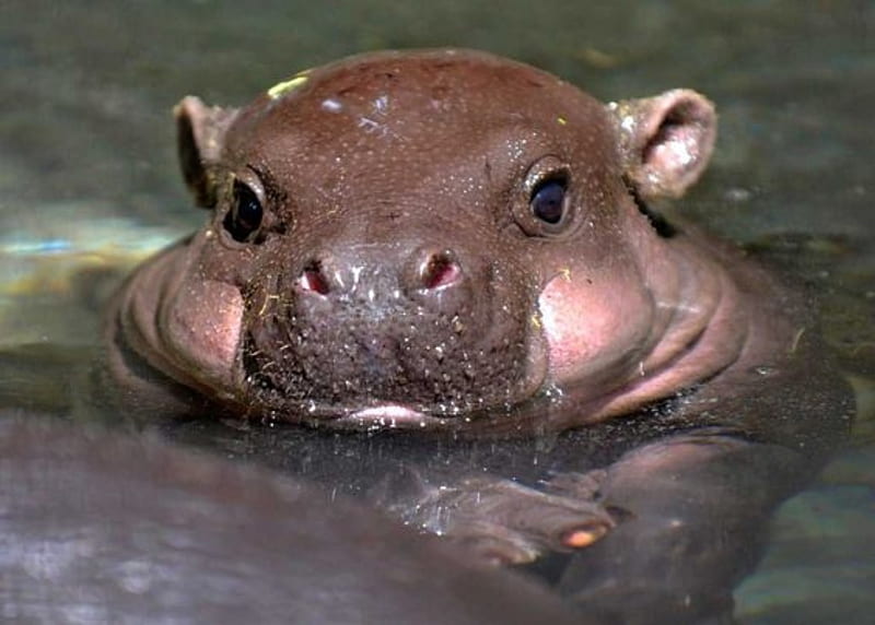 Hippopotamus Baby, Eyes, Animals, Baby, Water, Cute, Hippopotamus, HD wallpaper