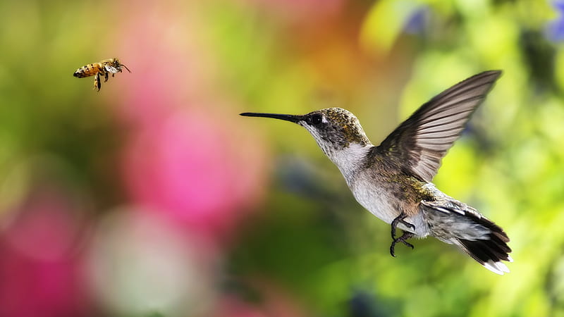 Hummingbird and Bee Hovering Live from Alaska down to Chile, wings, beek, chile, alaska, hummingbirds, birds, black, yellow, stinger, bee, animals, fast, HD wallpaper