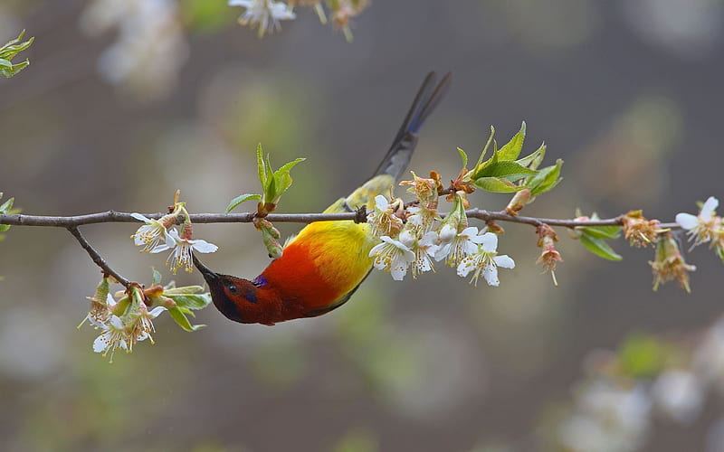 Sunbird, red, orange, pasare, yellow, spring, blossom, bird, flower, HD wallpaper