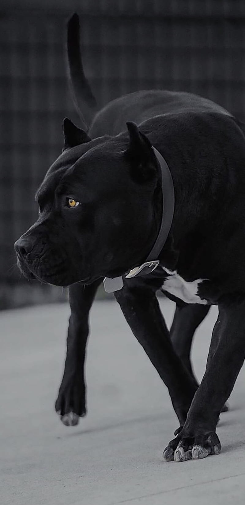 Black Dog, bull, dogs, funny, pit, pitbull, police, HD phone wallpaper |  Peakpx