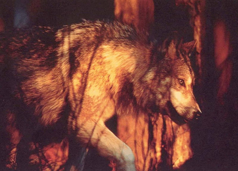 Fire Wolf, Red, nature, Wolf, Fire, animals, HD wallpaper
