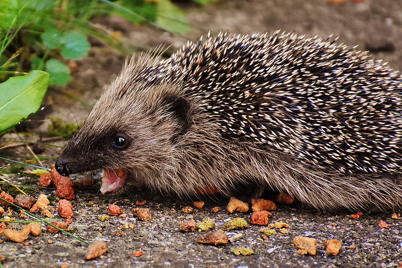 Hedgehog , Hedgehog Stock &, Cute Porcupine, HD wallpaper