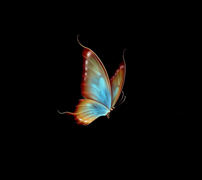 Butterfly, bonito, blue, colors, HD wallpaper