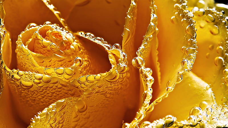 Yellow Rose, art, water, rose, digital, yellow, drops, abstract, HD wallpaper