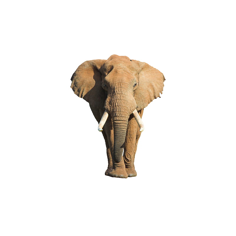 Elephant, pachyderm, trunk, tusks, HD phone wallpaper