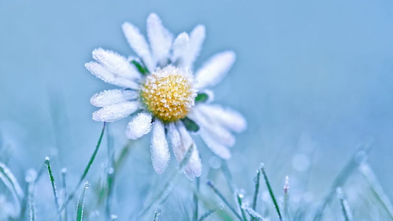 Frozen Camomile, graphy, flower, chamomile, ice, nature, frost, HD wallpaper