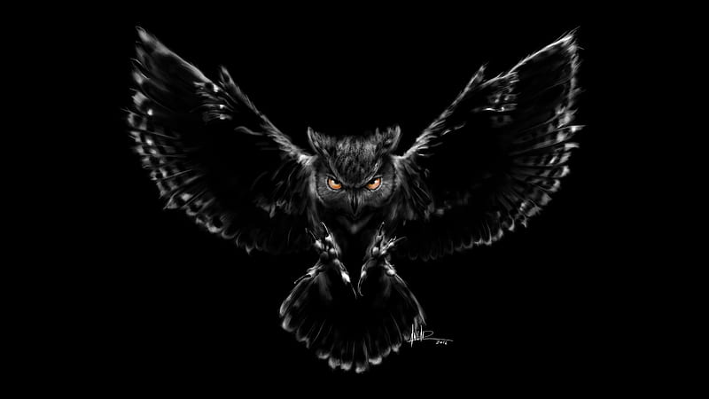 black owl, scarry, Animal, HD wallpaper