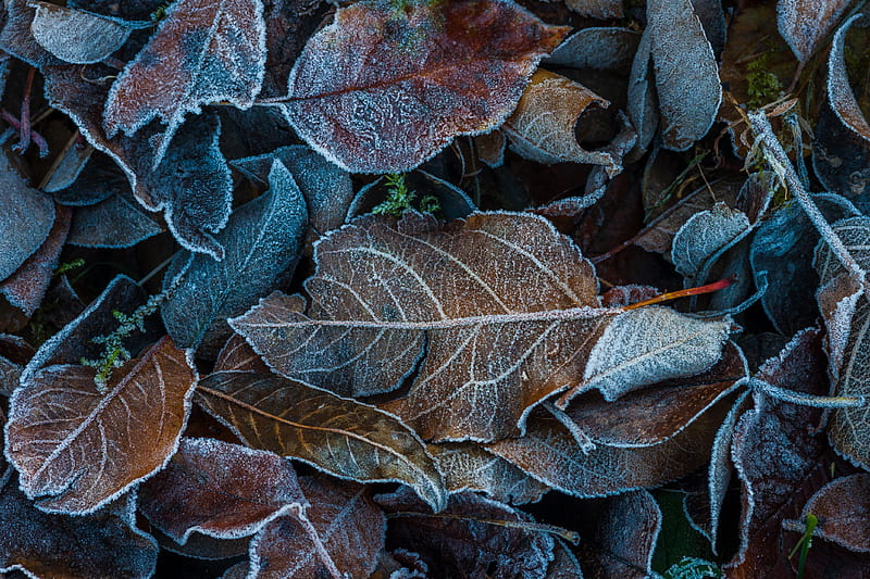 leaves, frost, fallen, autumn, HD wallpaper