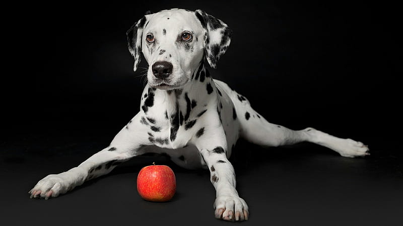 :), black, paw, dalmatian, white, apple, red, caine, cute, fruit, sea, dog, HD wallpaper