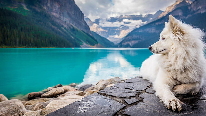 White Dog Is Sitting On Rock In River Mountains Background Dog, HD wallpaper