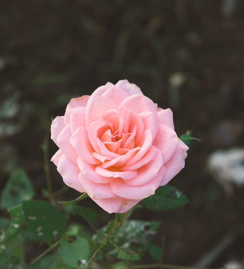pink carnation flower, HD phone wallpaper