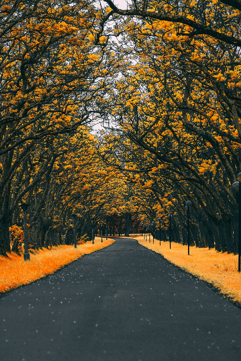 road, trees, lanterns, foliage, autumn, HD phone wallpaper