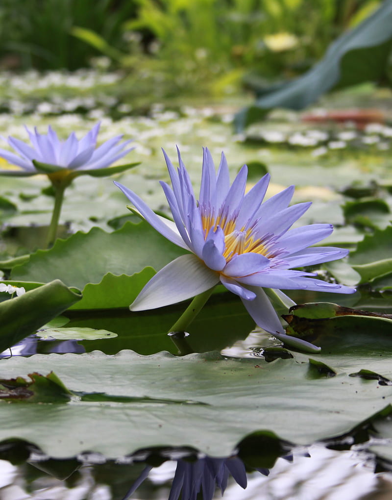 Water feature, Flower, Water, green, lake, leaf, lily, nature, plant, pond, purple, reflection, HD phone wallpaper