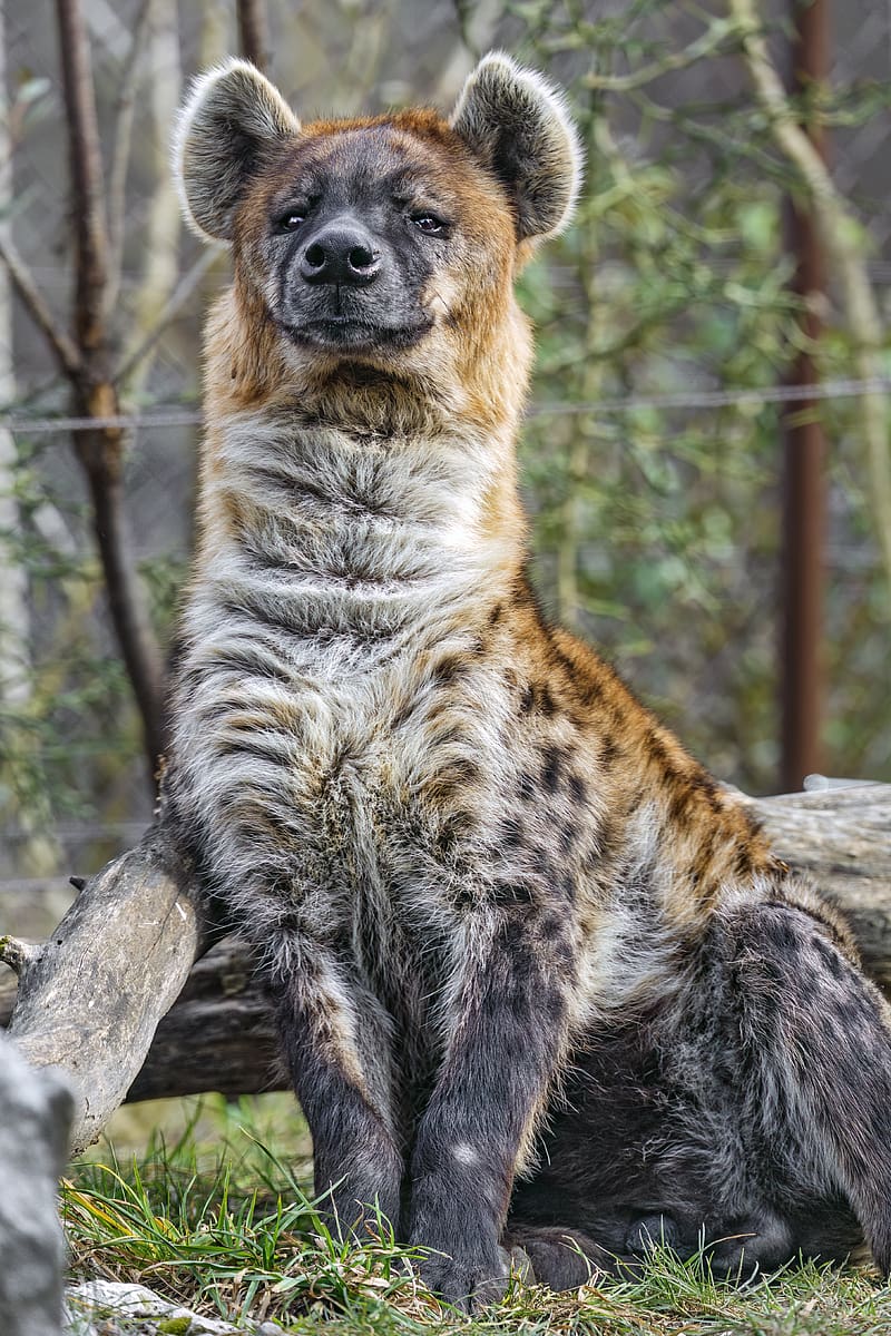 hyena, predator, animal, wild, HD phone wallpaper