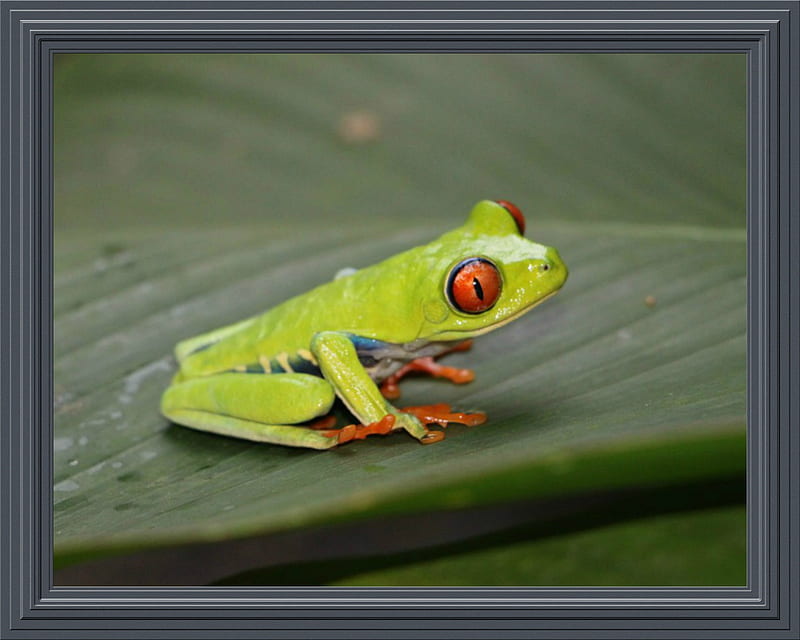 RED EYED FROG, FROG EYED, RED, HD wallpaper