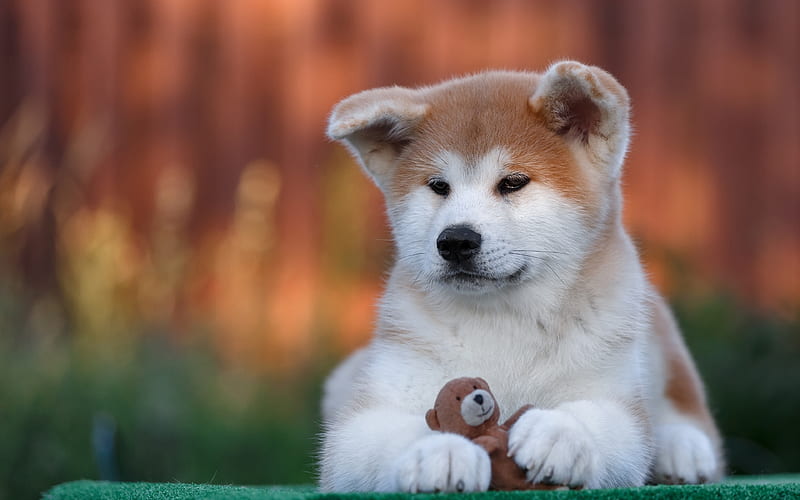Akita Inu pets, cute animals, dogs, puppy, HD wallpaper