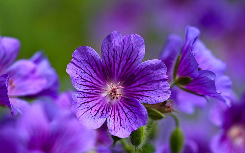 violet flowers-Flowers and plants, HD wallpaper